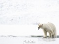 Ours polaire