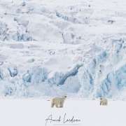 Ours polaire: rencontre de deux jeunes individus