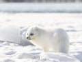 Renard polaire