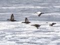 Eider à duvet