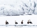 Eider à tête grise