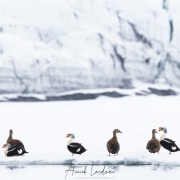 Eider à tête grise