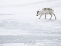 Renne du Svalbard