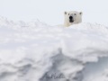 Ours polaire