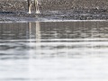 Renne du Svalbard