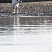 Renne du Svalbard