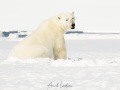Ours polaire