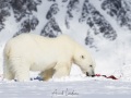 Ours polaire
