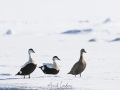 Eider é duvet