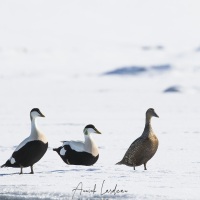 Eider é duvet