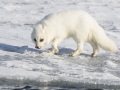 Renard polaire