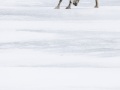 Renne du Svalbard