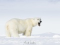 Ours polaire