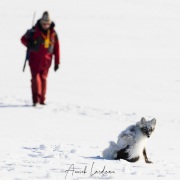 Renard polaire + Raymond
