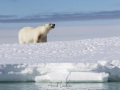 Ours polaire