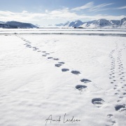 Empreintes d'ours et de renard polaire sur une plaque de banquise de fjord