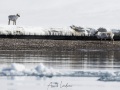 Renne du Svalbard
