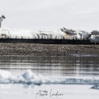 Renne du Svalbard