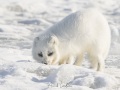 Renard polaire
