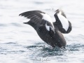 Guillemot à miroir