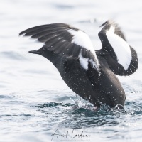 Guillemot à miroir