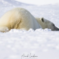 Ours polaire  à la sieste