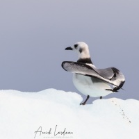 Mouette tridactyle juvénile