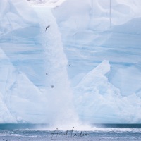 Mouettes tridactyles devant une rivière glacière