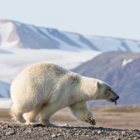 Ours polaire prenant la fuite lors de l'arrivée de l'ourse et ses oursons