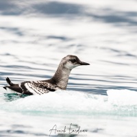 Guillemot à miroir juvénile