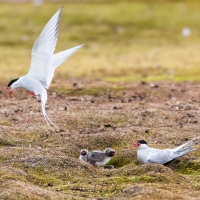 Sternes arctiques et leur tout petits poussins