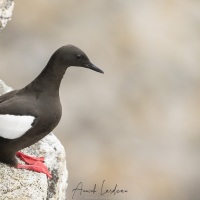 Guillemot à miroir