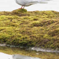 Sterne arctique et son reflet