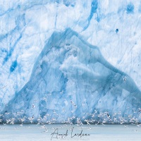 Mouettes tridatyles devant un glacier