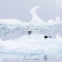 Mouette tridactyle