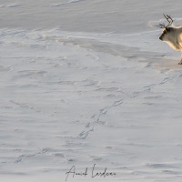 Renne du Svalbard