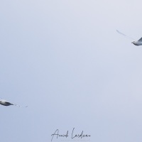 Mouette ivoire