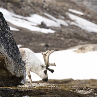 Renne du Svalbard