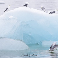 Mouette tridactyle