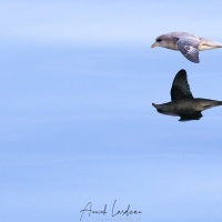 Fulmar boréal et son reflet