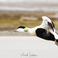 Eider à duvet