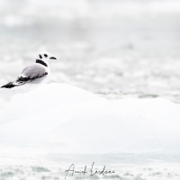 Mouette tridactyle juvénile