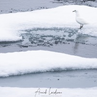 Mouette ivoire