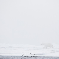Le fantôme de la banquise: Ours polaire