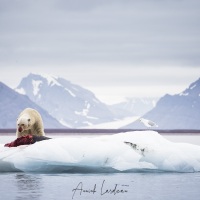 Ours polaire se repaissant d'un phoque barbu