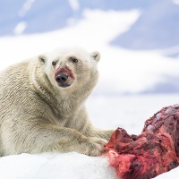 Ours polaire se repaissant d'un phoque barbu