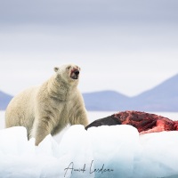 Ours polaire se repaissant d'un phoque barbu