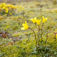 Saxifrage oeil de bouc