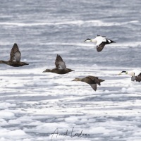 Eider à duvet