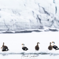 Eider à tête grise